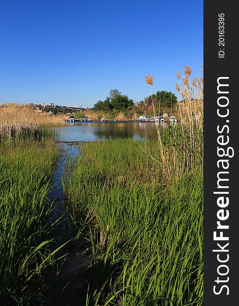 Water trail in the reeds. Water trail in the reeds