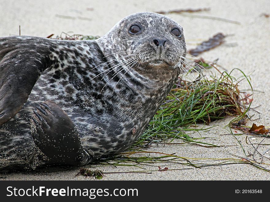Southern California seal enjoying the beach