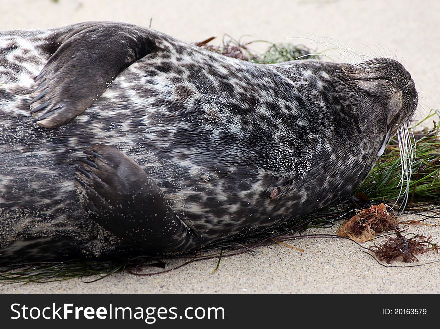 Southern California seal enjoying the beach