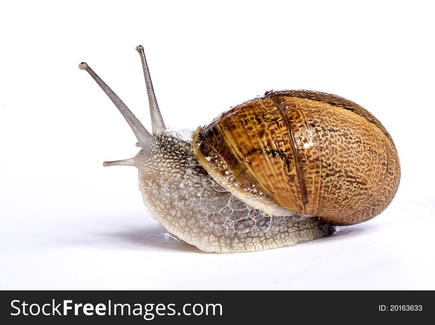 Close up view of a snail walking around on a white background. Close up view of a snail walking around on a white background.