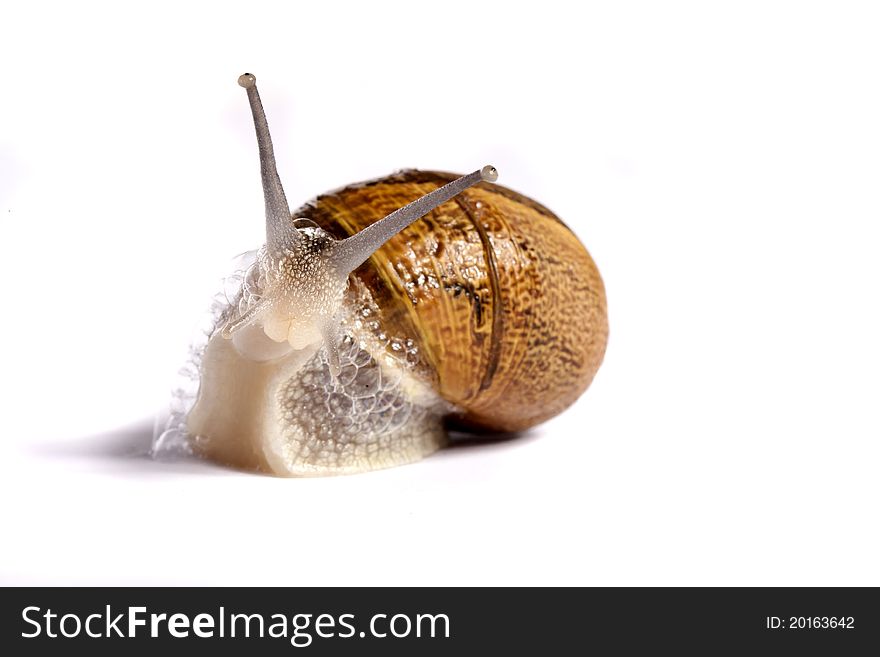 Close up view of a snail walking around on a white background. Close up view of a snail walking around on a white background.