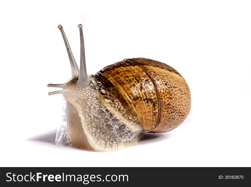Close up view of a snail walking around on a white background. Close up view of a snail walking around on a white background.