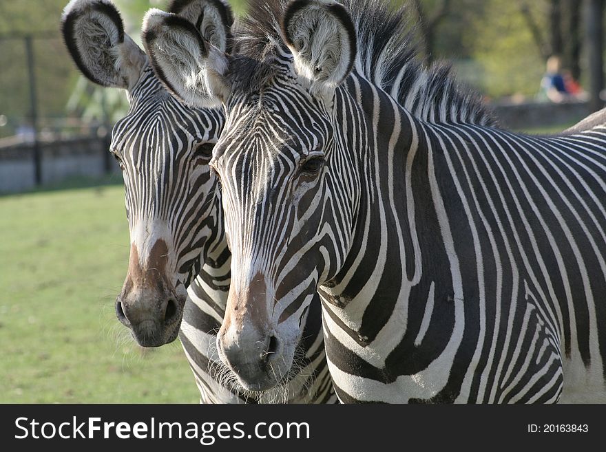 Two zebras together for ages