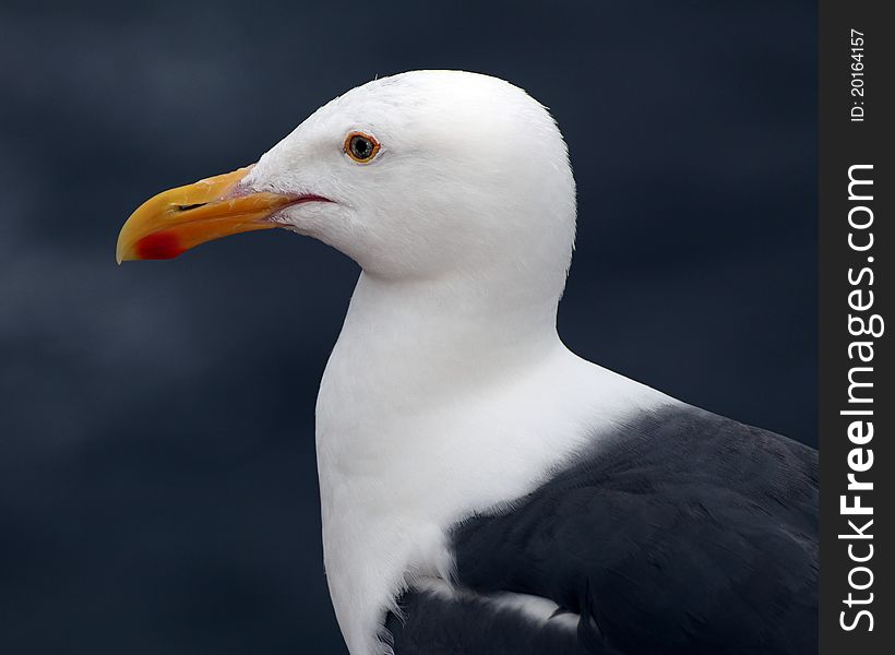 Portrait of a Gull closeup