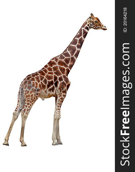One giraffe isolated on white background