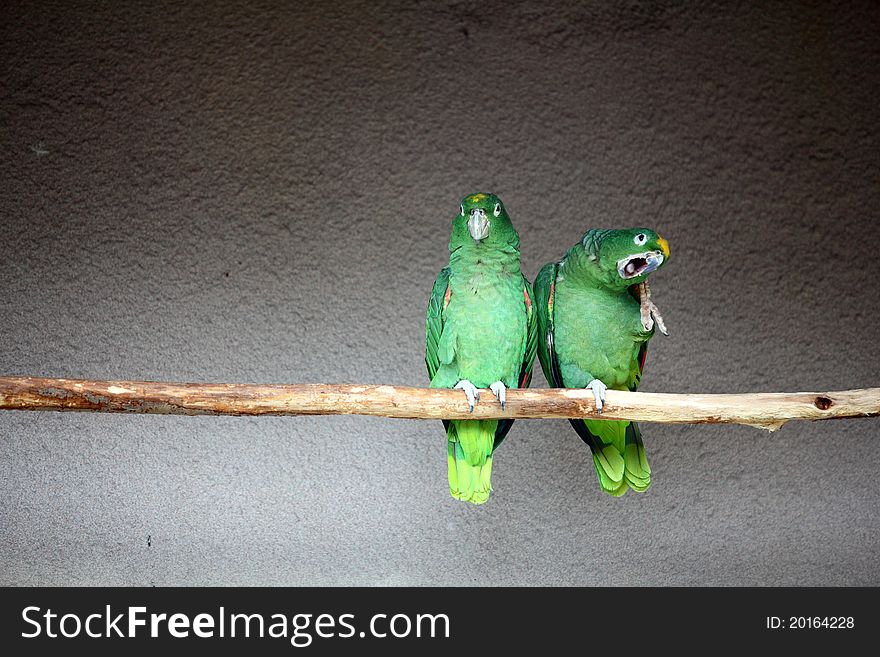 Two parrots on a perch in a zoo