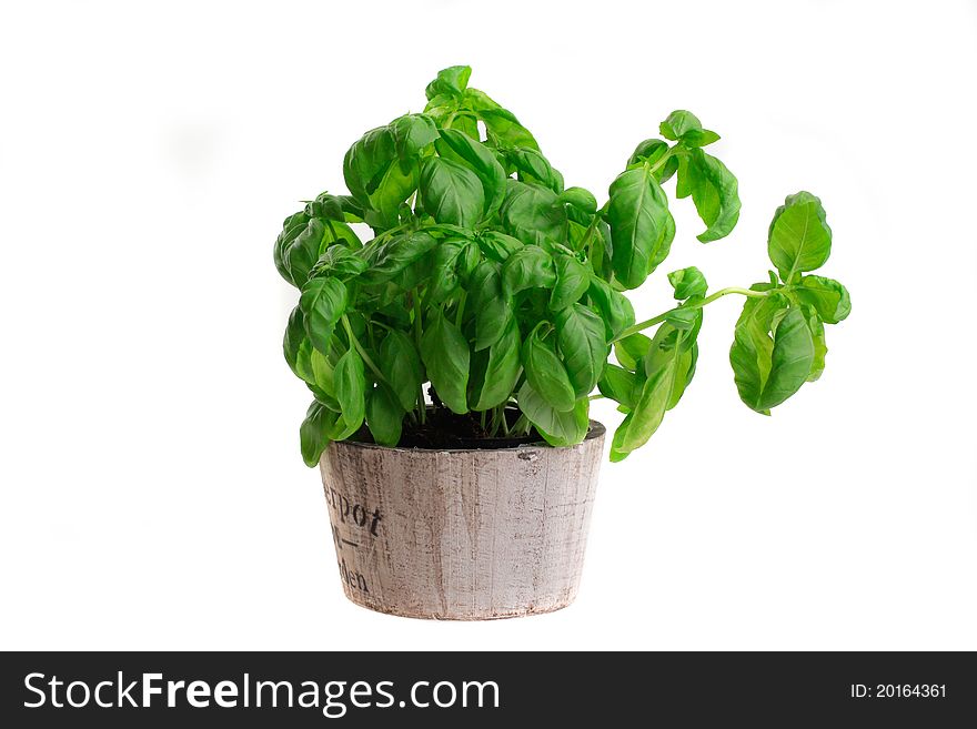 Basil in a wooden pot. Basil in a wooden pot