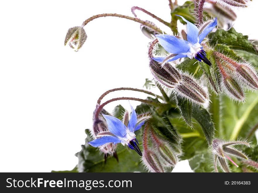 Close up view of the Borage Flower (Borago Officinalis) isolated on a white background.