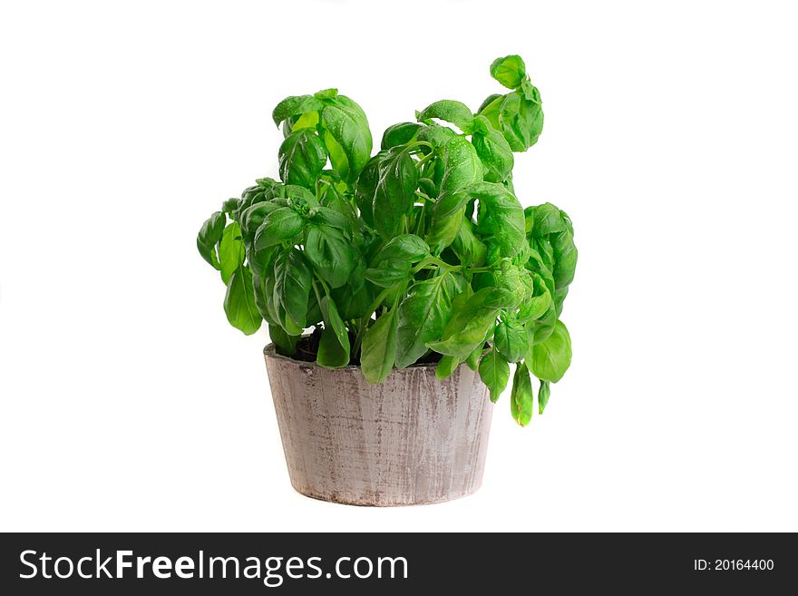 Basil in a wooden pot. Basil in a wooden pot