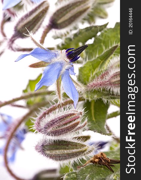 Close up view of the Borage Flower (Borago Officinalis) isolated on a white background.