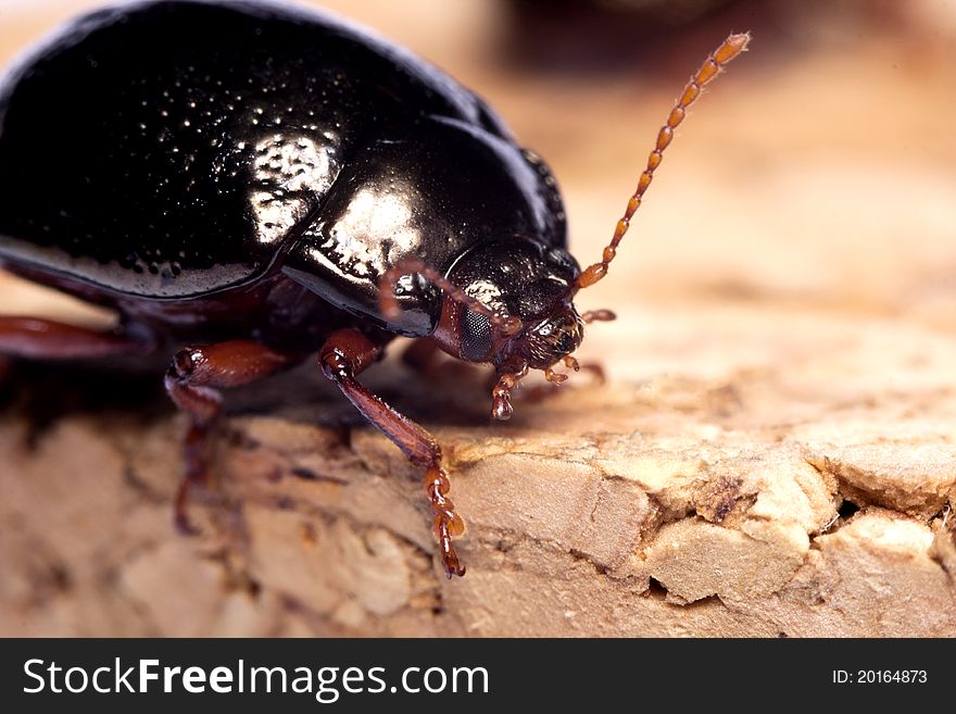 Close up view of a beetle bug named Chrysolina Bankii. Close up view of a beetle bug named Chrysolina Bankii.
