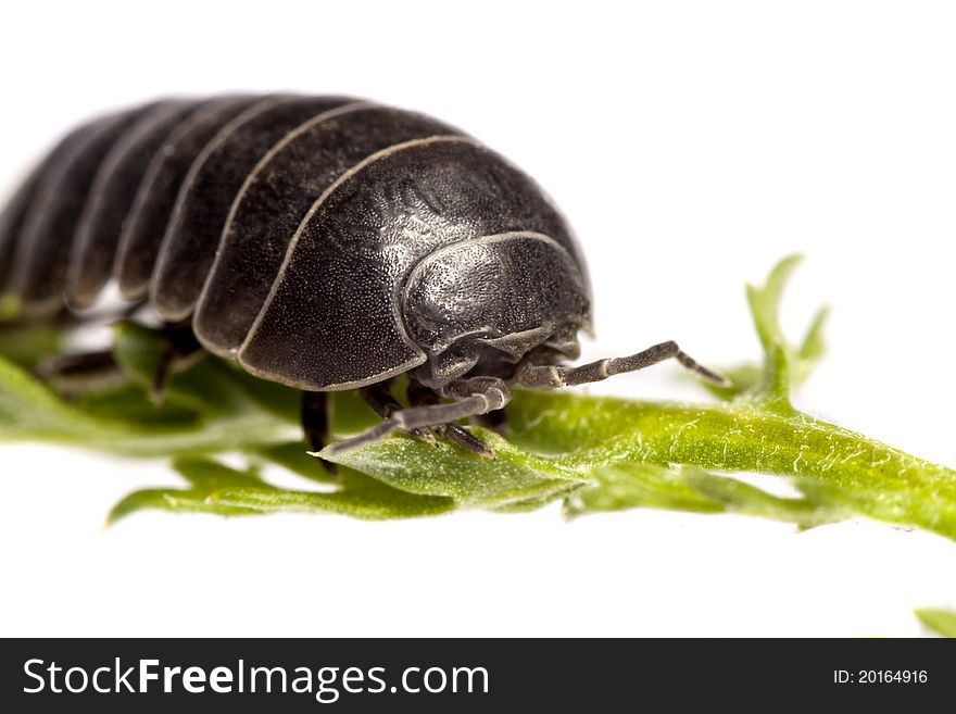 Close up view of a common woodlice bug isolated on a white background.