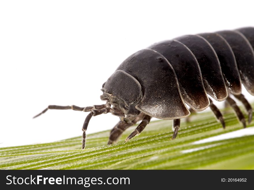 Close up view of a common woodlice bug isolated on a white background.