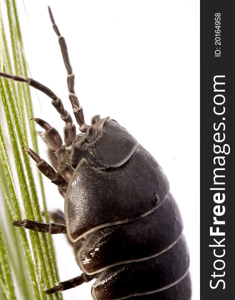 Woodlice Bug