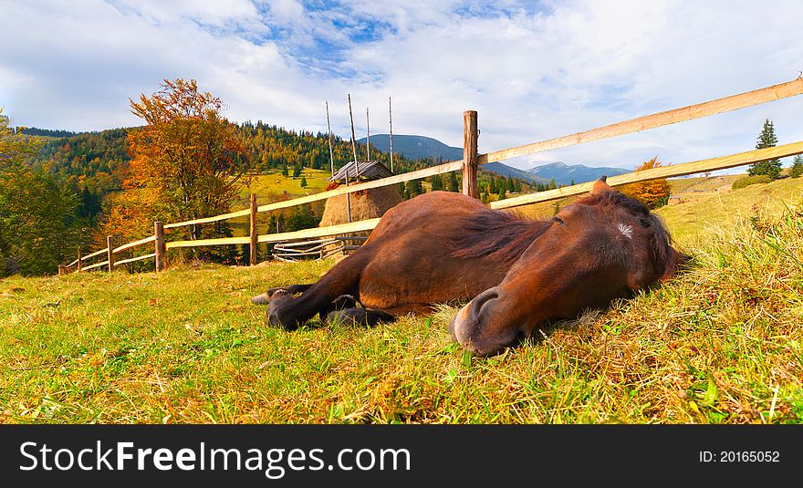 Horse in the Carpathian mountains. Horse in the Carpathian mountains