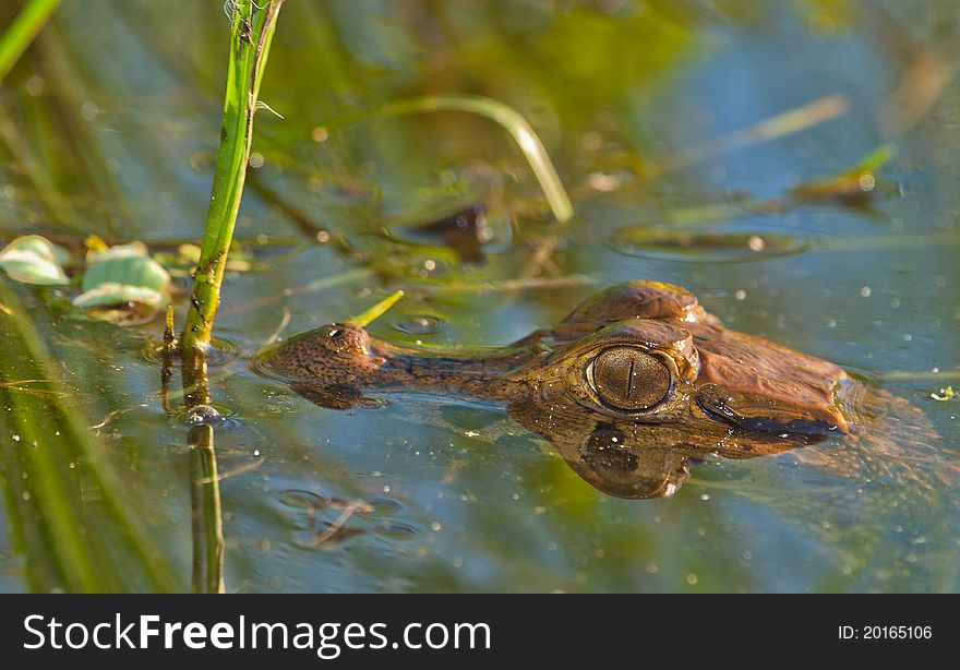 A young Caiman stays unmovable under water waiting for a suitable prey to come near. A young Caiman stays unmovable under water waiting for a suitable prey to come near.