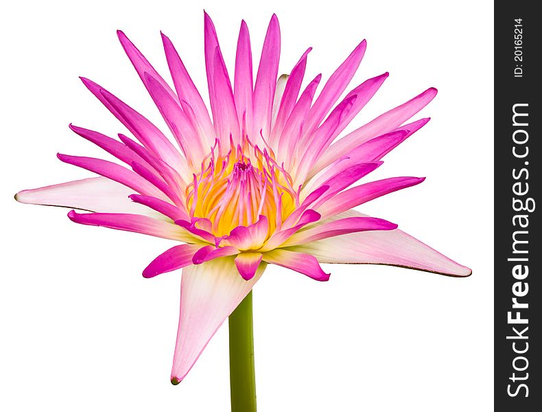 Isolated Beautiful pink lotus with leaves background. Isolated Beautiful pink lotus with leaves background