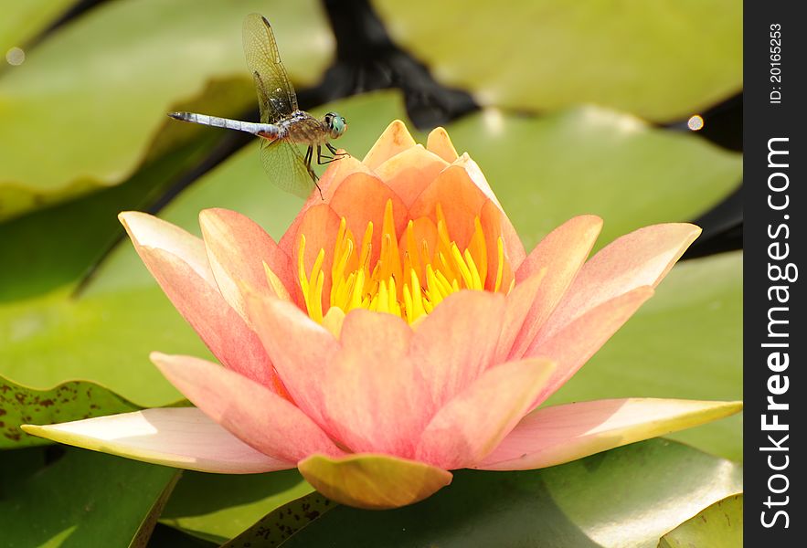 Dragonfly on waterlily