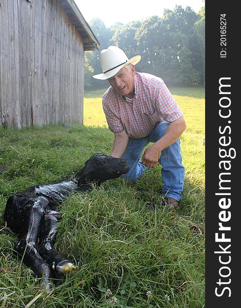 Vet With Newborn Calf