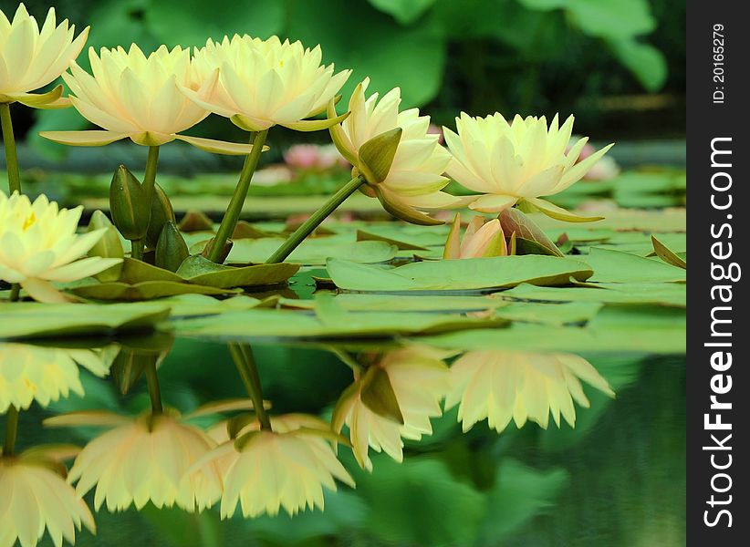 Yellow waterlilies and lily pads reflecing in the water eye level view of waterlilies in outdoor water garden. Yellow waterlilies and lily pads reflecing in the water eye level view of waterlilies in outdoor water garden