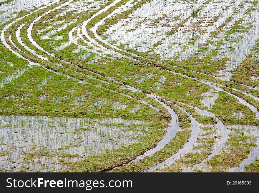 Part of a rice field with tractor wheel traces.