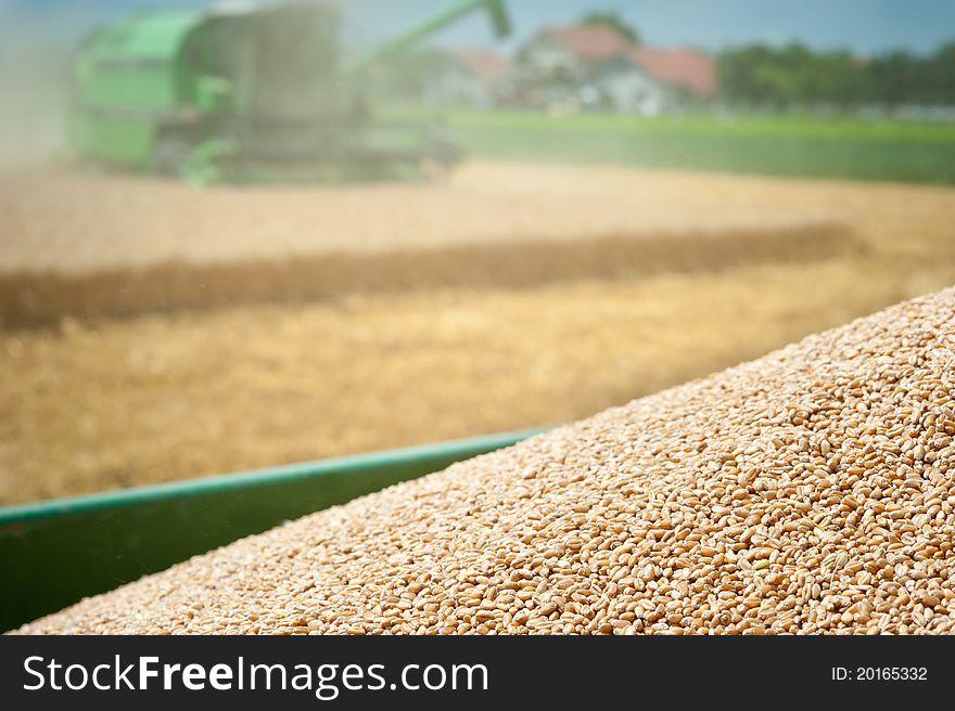 A combine harvester working in a wheat field