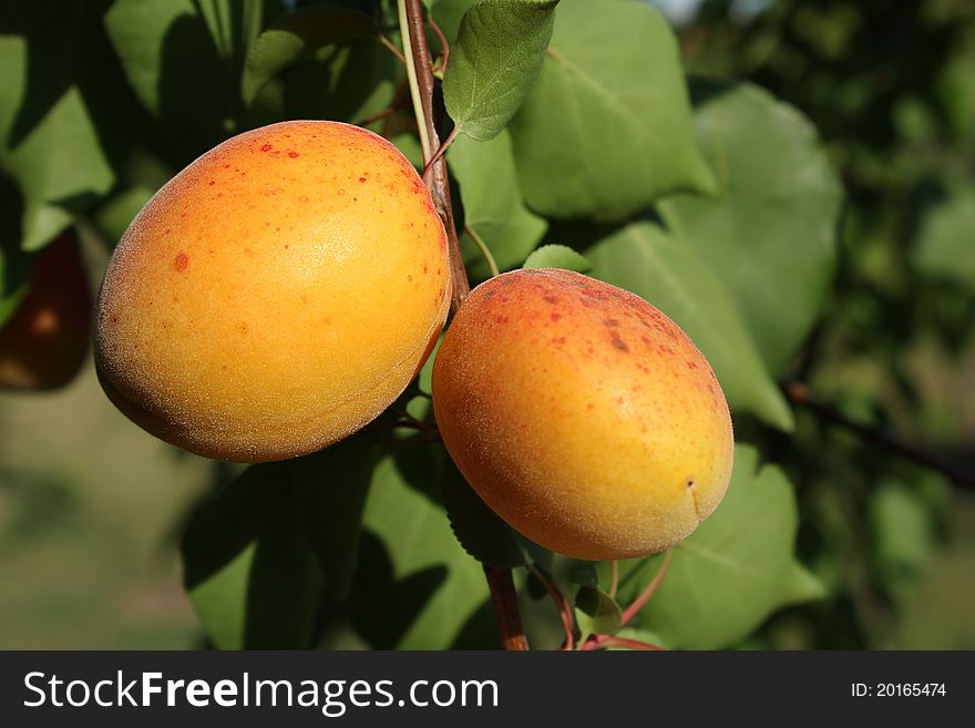 Two beautiful apricots on tree. Two beautiful apricots on tree