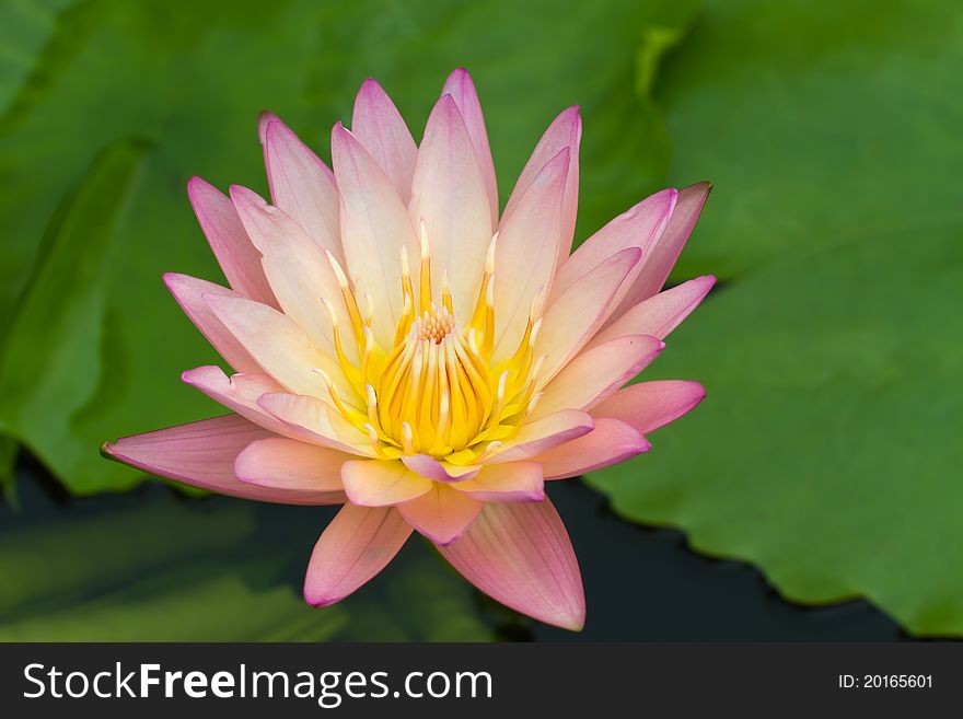 Beautiful pink lotus with leaves background. Beautiful pink lotus with leaves background