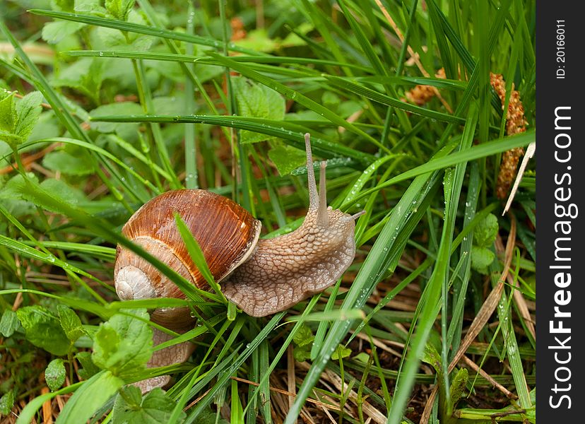 Edible snail and green grass