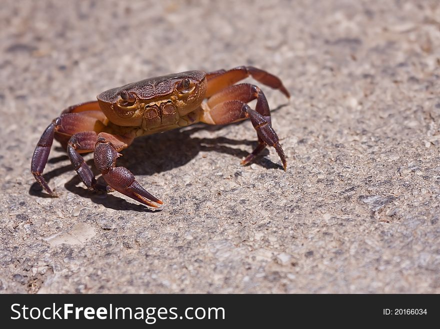 A crab looking straight at the observer, with focus on it's eyes and leg. A crab looking straight at the observer, with focus on it's eyes and leg