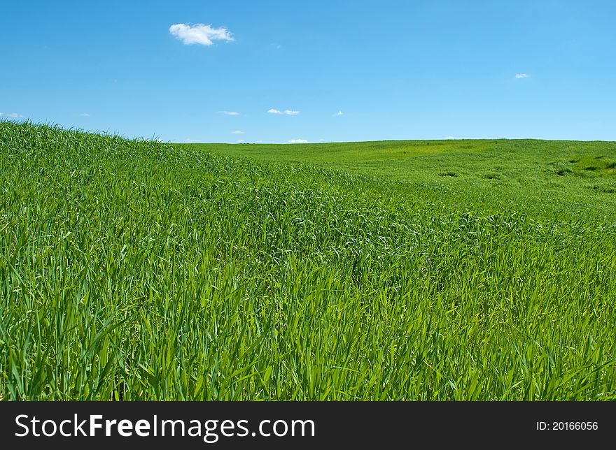 Green Grass and Blue Sky. Green Grass and Blue Sky