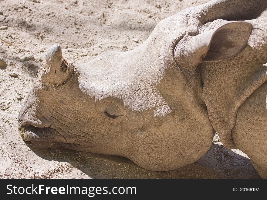 Close-up of the sleeping young rhino's head. Close-up of the sleeping young rhino's head