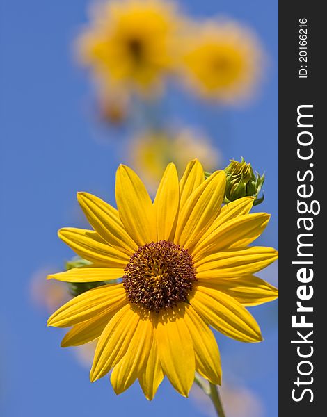 One sunflower head against blue sky with some other blurred sunflowers on backround. One sunflower head against blue sky with some other blurred sunflowers on backround