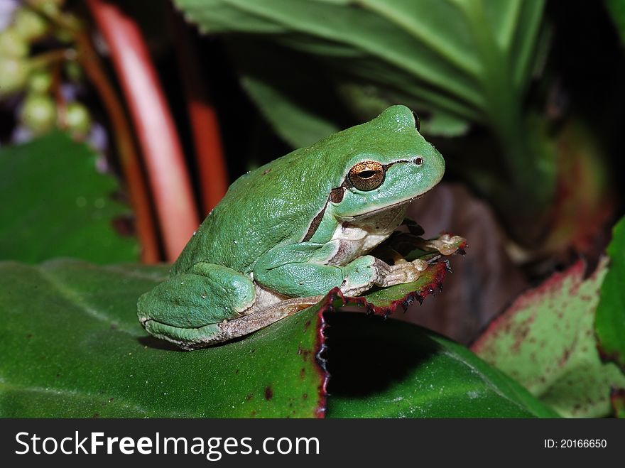 Little green frog sitts at the end of a big great leaf. Little green frog sitts at the end of a big great leaf