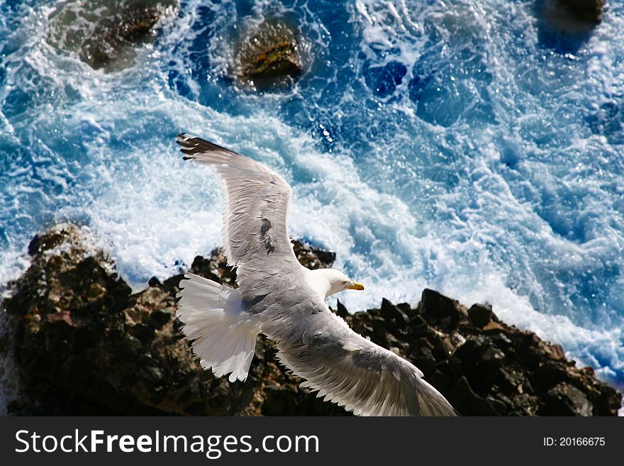 Italy, Adriatic sea, seagull hunting at the waves. Italy, Adriatic sea, seagull hunting at the waves