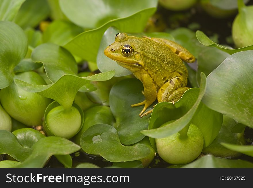 A green frog sitting on leaf, surrounded by green water plants