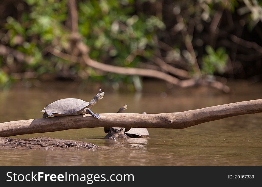 Two river Turtles enjoy the warm sun while a butterfly sucks the salty tears of one of the turtles. Two river Turtles enjoy the warm sun while a butterfly sucks the salty tears of one of the turtles.