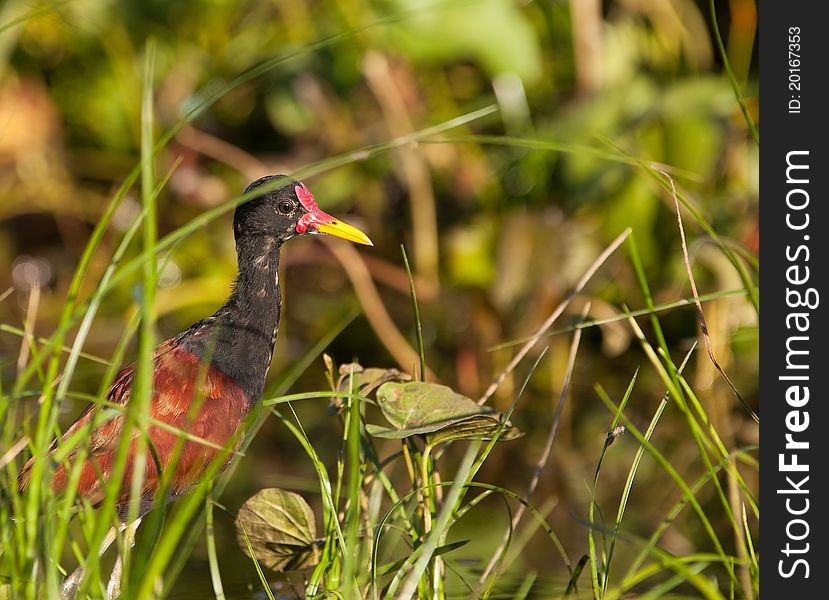 Once the Jacana (Jacana jacana) is grown up it shows the typical black and reddish plumage of this species. Once the Jacana (Jacana jacana) is grown up it shows the typical black and reddish plumage of this species.