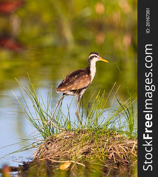 The plumage of the juvenile Wattled Jacana (Jacana jacana) is completely different than the one of the adult bird. The plumage of the juvenile Wattled Jacana (Jacana jacana) is completely different than the one of the adult bird.
