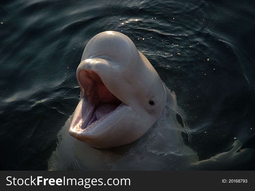 A dolphin is white Whale  in a seashore region