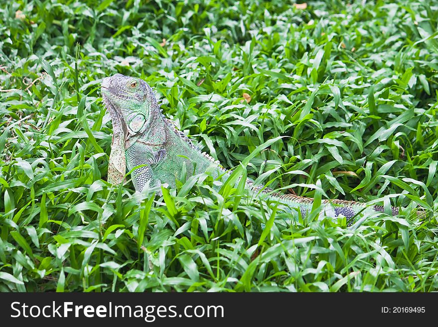 Green Iguana on green grass