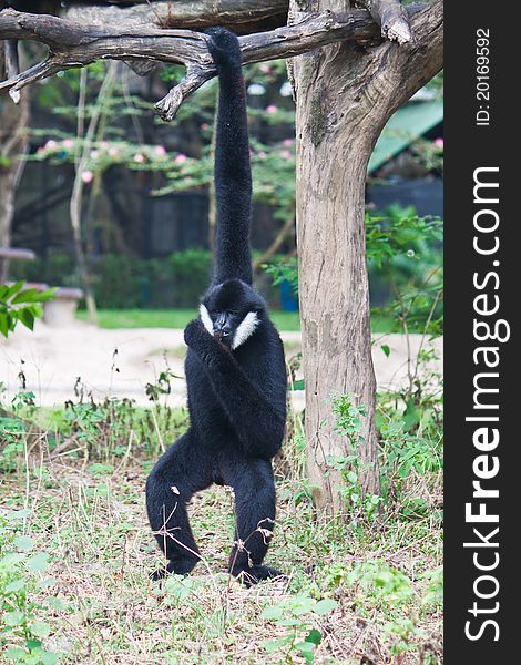White Cheek Gibbon hanging on wood. White Cheek Gibbon hanging on wood