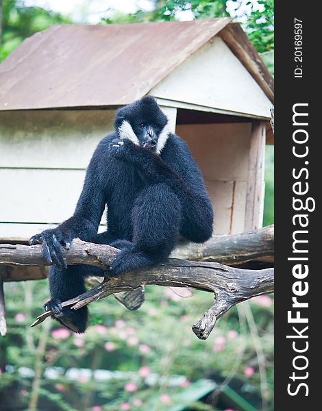 White Cheek Gibbon on the wooden beam. White Cheek Gibbon on the wooden beam