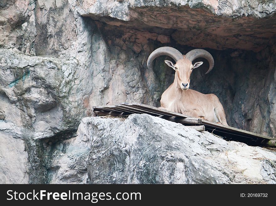 Brown mountain goat was reclining