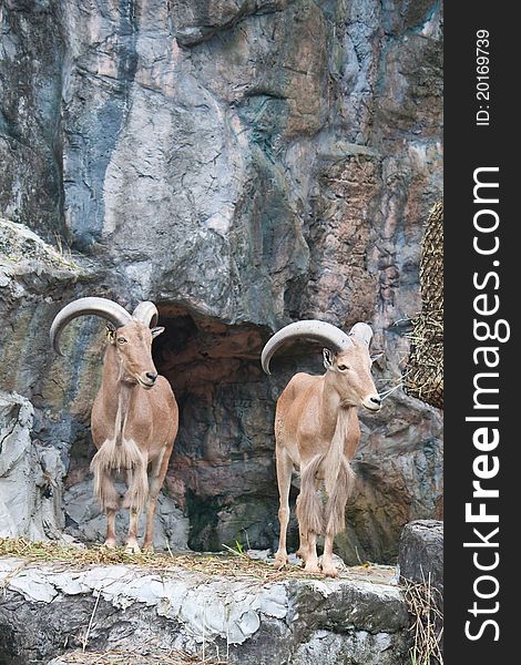 Brown mountain goat on the rock canyon