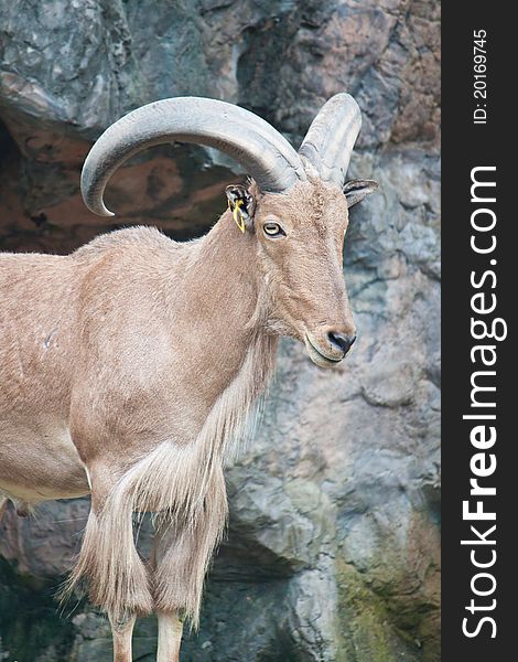 Brown mountain goat on the rock canyon