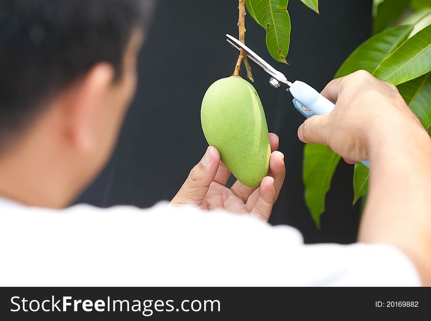 A man pluck mangoes on tree