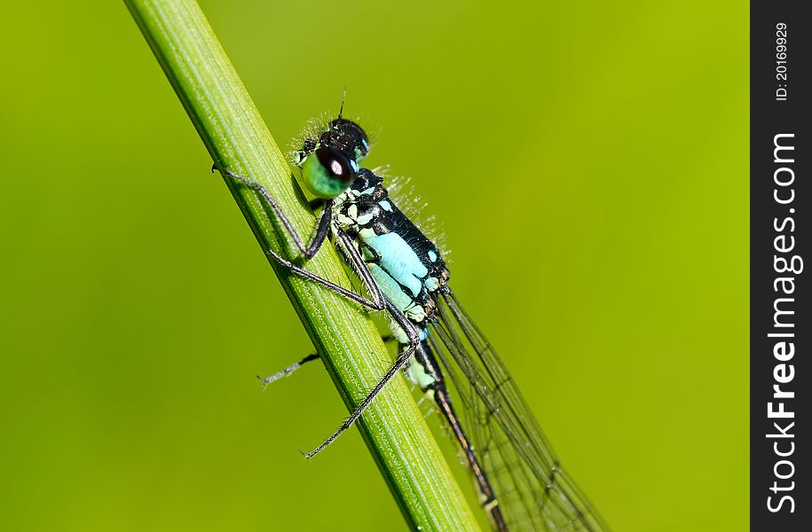Close–up of a damsefly resting on a twig. Close–up of a damsefly resting on a twig