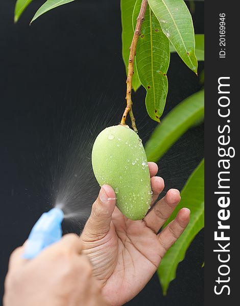 Sprayed fresh mango on tree