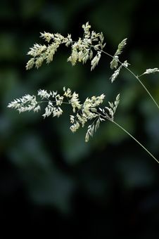 Wild Grass Stock Images Wild Grass Stock Images